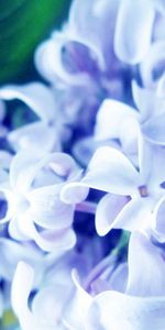 Planter,Plante,Lilas,Fleurs,Macro