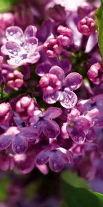 Macro,Flowers,Lilac,Plant,Branch