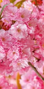 Macro,Flowers,Pink,Bloom,Flowering