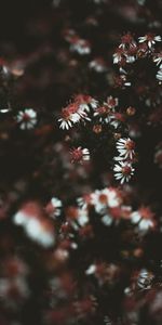 Macro,Flowers,Plant