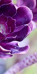 Planter,Mauve,Plante,Fleurs,Macro