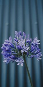 Macro,Flowers,Plant,Violet,Purple,Flower