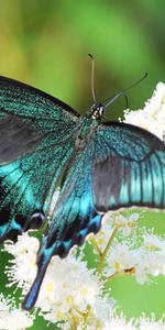 Macro,Flowers,Wings,Patterns,Butterfly