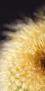 Macro,Fluff,Plant,Cactus,Fuzz