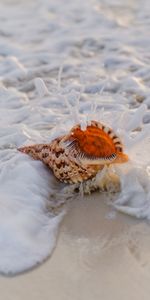 Mousse,Macro,Écume,Le Surf,Surfer,Coquille,Sable