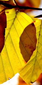 Macro,Branche,Feuilles,Forme,La Forme,Automne