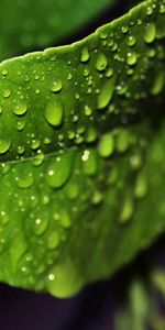 Macro,Form,Humid,Drops,Wet,Sheet,Leaf