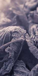 Macro,Frost,Frozen,Leaves