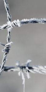 Macro,Frost,Hoarfrost,Barbed Wire,Metal