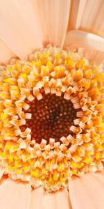 Gerbera,Macro,Marguerite,Fleur,Pâquerette