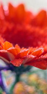 Gerbera,Fleur,Drops,Macro