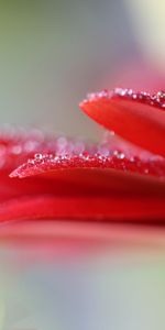 Macro,Gerbera,Petals,Blur,Smooth,Flower