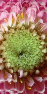 Macro,Gerbera,Fleur,Pétales