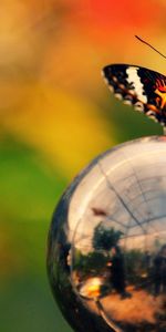 Macro,Glare,Ball,Wings,Butterfly,Metal