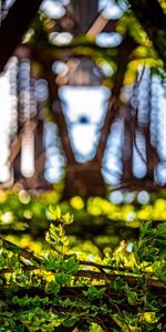 Macro,Glare,Blur,Smooth,Branches,Leaves,Plants