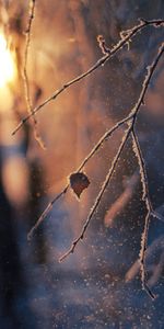 Macro,Glare,Branch,Hoarfrost,Bokeh,Boquet,Frost,Snow,Winter