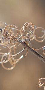 Macro,Glare,Circles,Branch,Wire