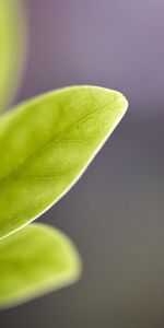 Macro,Glare,Light,Sheet,Leaf,Light Coloured,Form