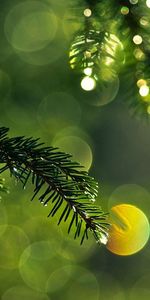 Macro,Glare,Shine,Branch,Spruce,Fir,Thorns,Prickles,Light