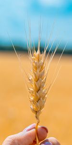 Macro,Grain,Spikelet,Cereal,Close Up,Grains,Wheat