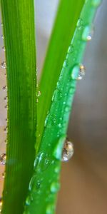 Macro,Grass,Drops,Wet