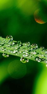 Macro,Greens,Dew,Drops,Sheet,Leaf