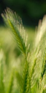 Macro,Greens,Ears,Spikes,Grass