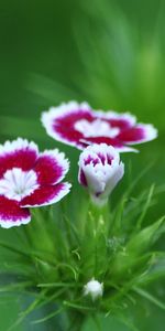 Macro,Greens,Summer,Flower,Carnation