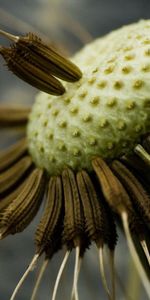 Macro,Grey,Dandelion,Fallen,Seeds,Seed