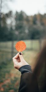 Macro,Hand,Miscellanea,Miscellaneous,Sheet,Leaf,Focus,Autumn