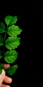 Macro,Hand,Sheet,Leaf,Plant,Branch