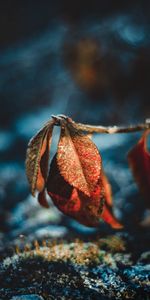 Macro,Hoarfrost,Dew,Moisture,Frost,Leaves,Drops