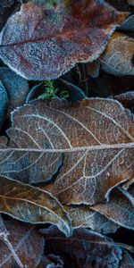 Tombé,Macro,Déchu,Feuilles,Gel,Givre,Automne