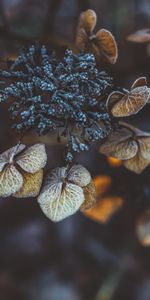 Macro,Hoarfrost,Frost,Dry,Plant,Leaves