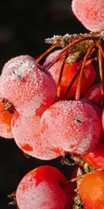 Macro,Hoarfrost,Rowan,Berries,Frost