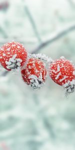 Macro,Hoarfrost,Winter,Berries,Branch,Frost