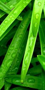 Macro,Humid,Grass,Drops,Wet