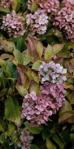 Lilas,Inflorescence,Inflorescences,Macro,Mauve,Fleurs