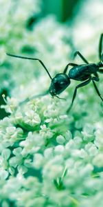 Macro,Insect,Ant,Flowers