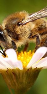 Macro,Insect,Bee,Chamomile,Pollination,Wings,Camomile,Flower