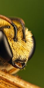 Macro,Yeux,Vol,Abeille,Insecte