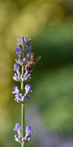 Macro,Insect,Bee,Flower