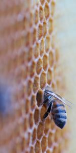 Macro,Insect,Bee,Honeycomb