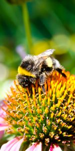 Macro,Insect,Bee,Pollination,Flower