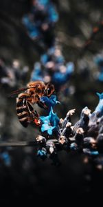 Macro,Insect,Bee,Pollination,Flower,Animals