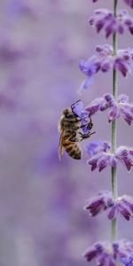 Flor,Macro,Insecto,Abeja,Polinización,Lila