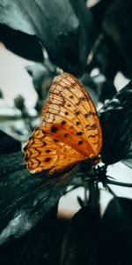 Macro,Marrón,Insecto,Mariposa