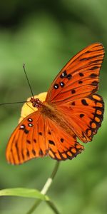 Macro,Insect,Brown,Butterfly