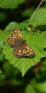 Macro,Insect,Brown,Leaflet,Butterfly