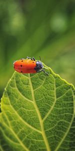 Macro,Insecto,Folleto,Bicho,Escarabajo